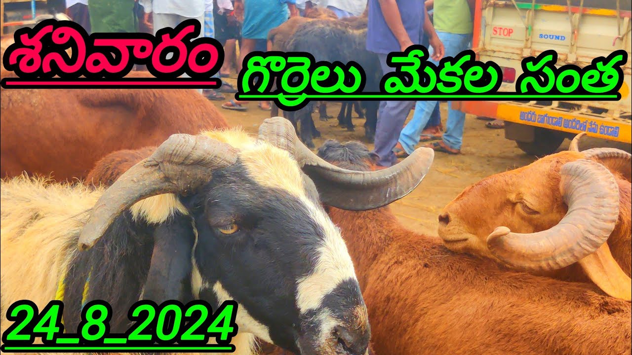 chillakallu santha చిల్లకల్లు మేకల గొర్రెల సంత ప్రతి శనివారం జరుగుతుంది#goat #viralvideo #gousefarm