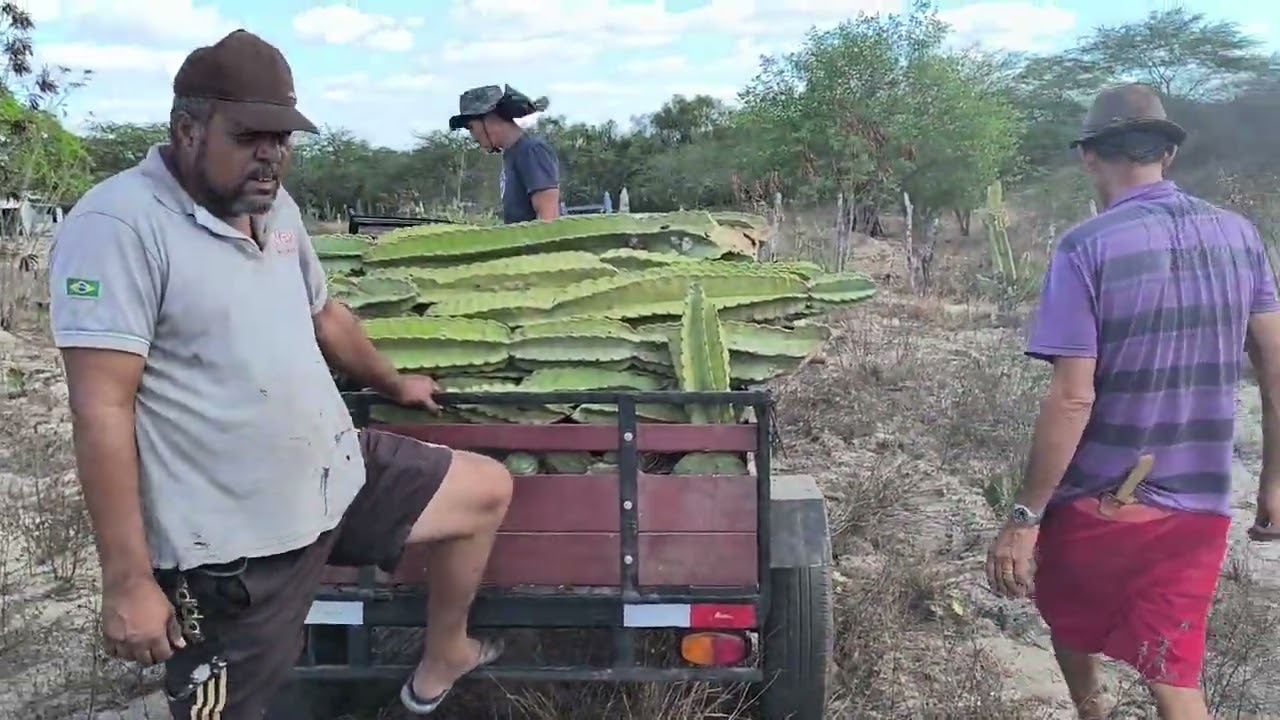 Benedito mostra mais uma carrada de mandacaru 