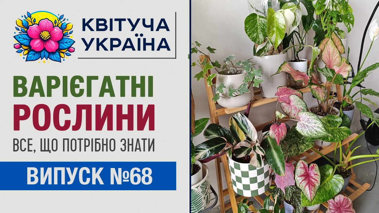Варієгатні рослини: догляд, як для обраних 🌈 ТОП-6 помилок, які вбивають строкатість