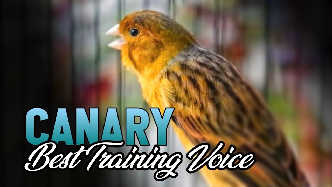 Canary Singing | Canary American Singer Singing for Canary Training | BIRD TRAINING #001 