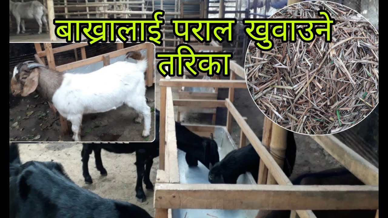 बाख्रालाई पराल खुवाउने तरिका /Bhetghat.com /राजेन्द्र दोबालि