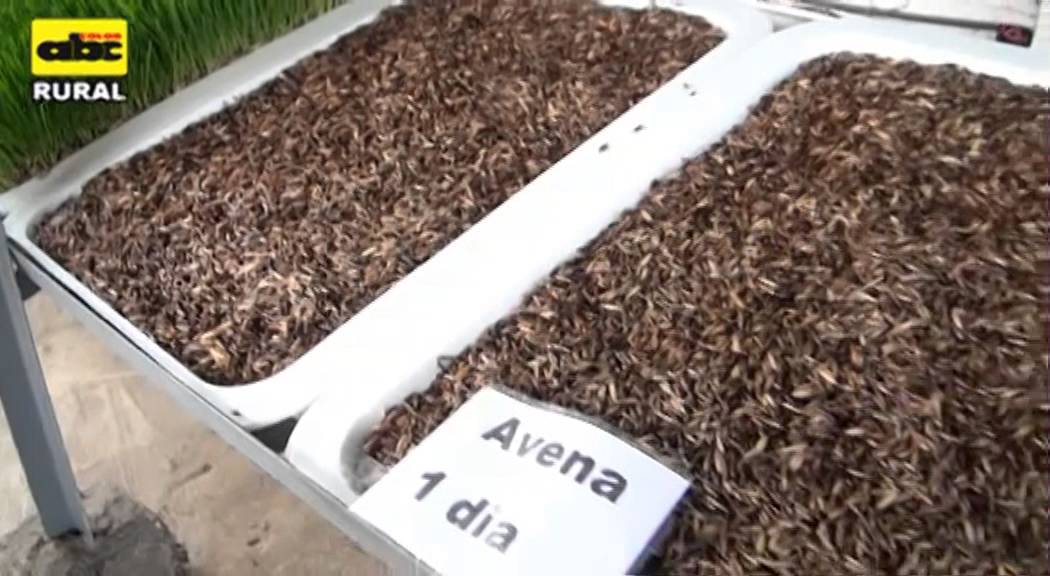 Producción y uso de forraje verde hidropónico