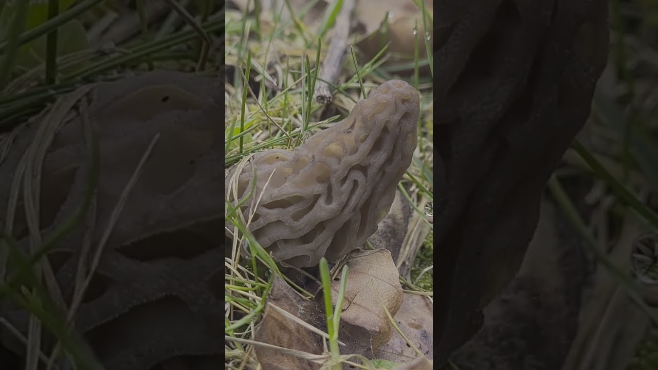 Morille conique 2024 #morilles #morchella