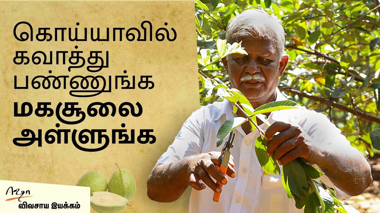 கொய்யா செடியை சரியாக பராமரிக்கும் முறைகள்