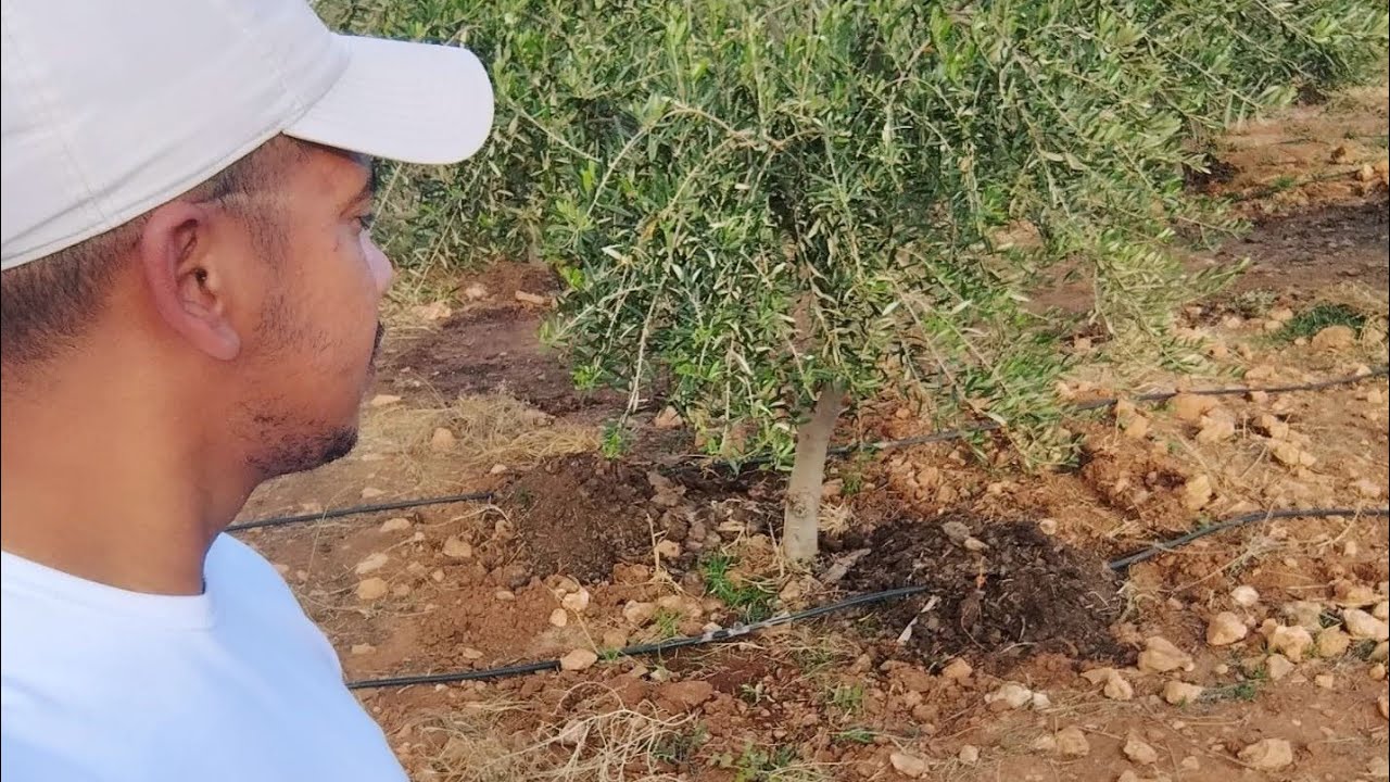 سر الإنتاج الجيد | اهم المعاملات الضرورية مع تقديم برنامج التسميد  تحضيرا للموسم المقبل