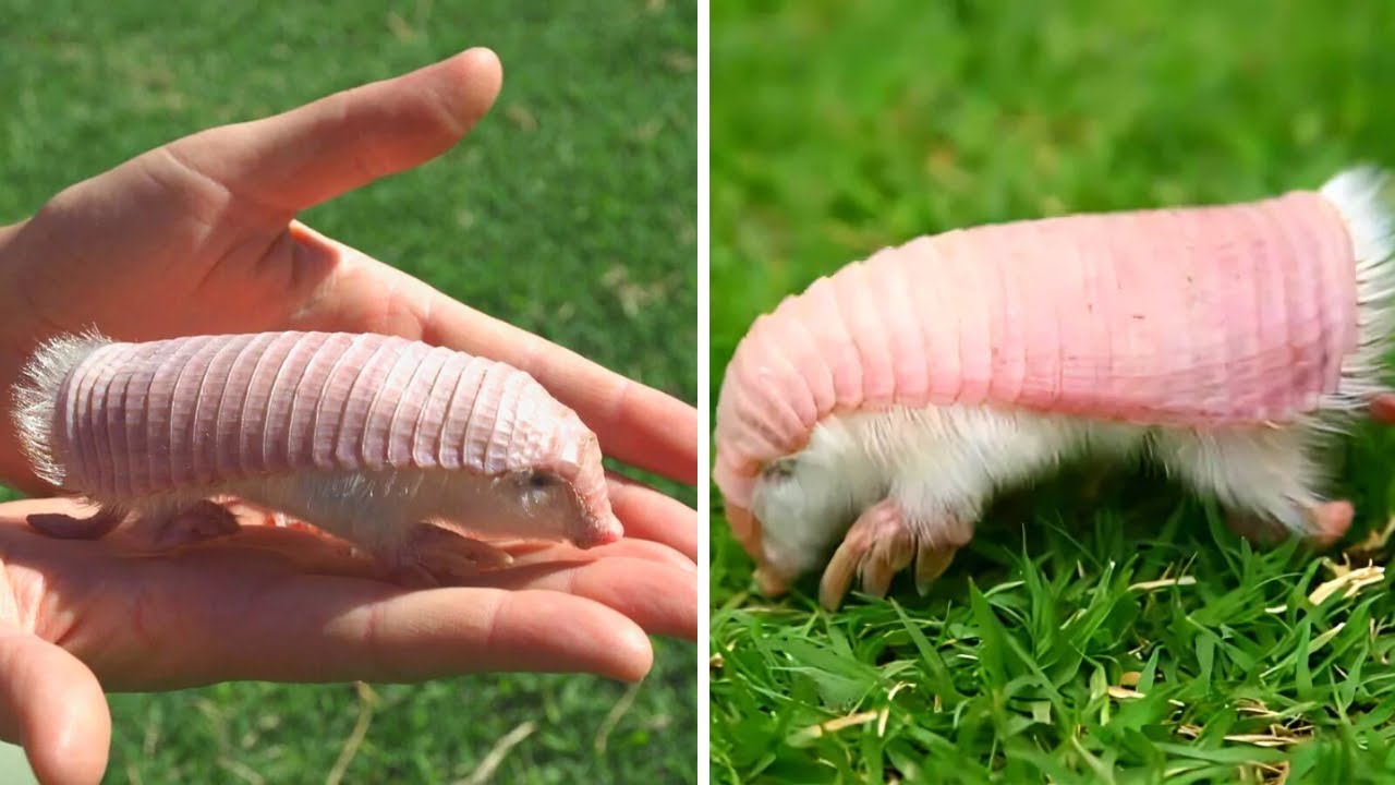 Meet the Pink Fairy Armadillo That Looks Like Cotton Candy!