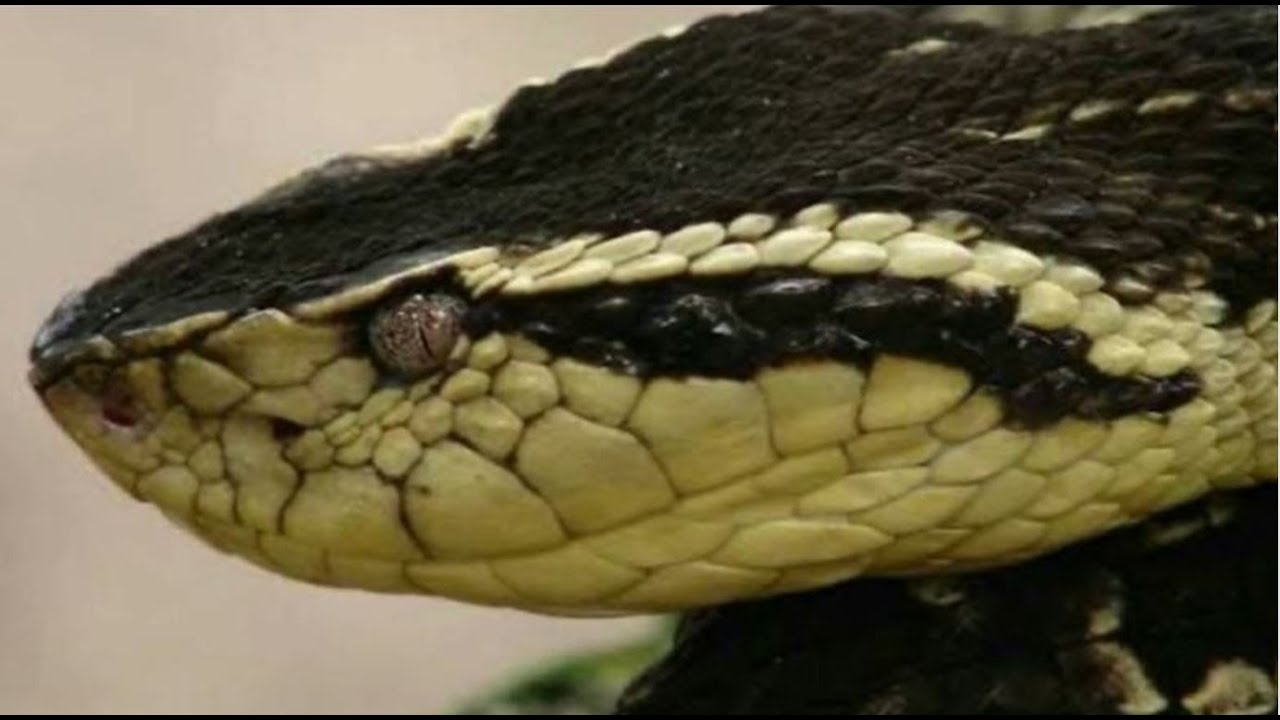 Giant Bothrops Jararacussu - a highly venomous pit viper!