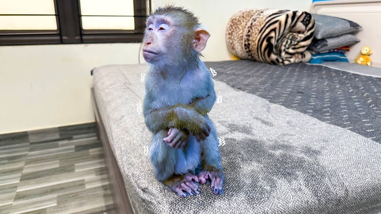 Monkey Kaka sat shivering from the cold after taking a shower without permission.