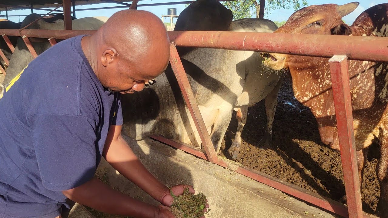 Beef fattening in kilifi kenya with Matt Muthama