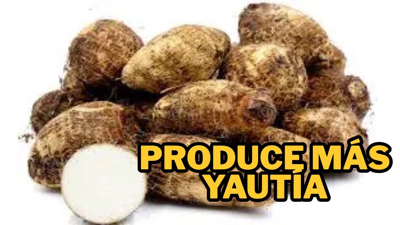 Secretos Para Cultivar Yaut&iacute;a y Obtener Altas Ganancias