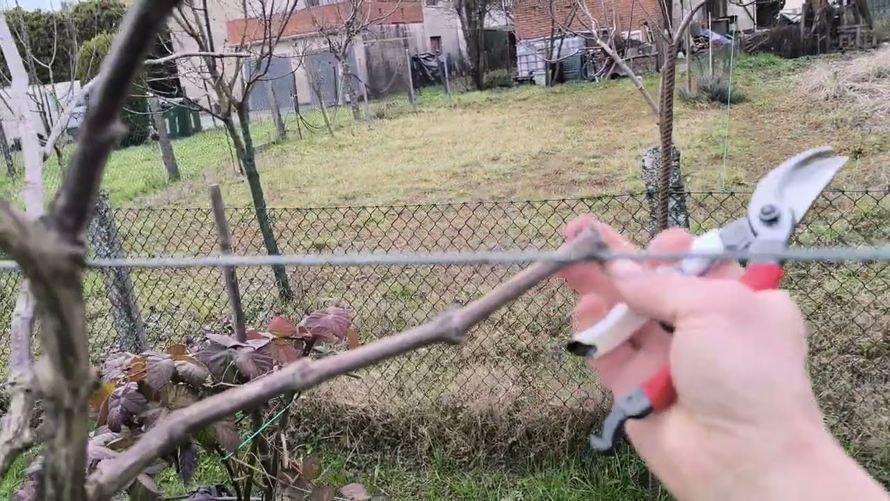 Pergola Tendone, tăierea viței de vie anul 3/4 sistem Pergola pentru înțelesul tuturor foarte simplu