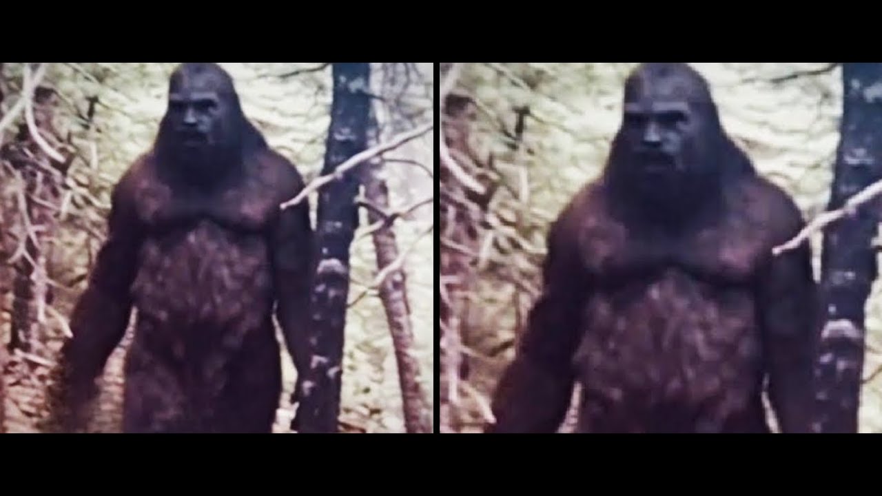 FINALLY HERE IS THE PROOF YOU WANTED!! NEW UNSEEN MOST COMPELLING BIGFOOT VIDEOS EVER RECORDED!!