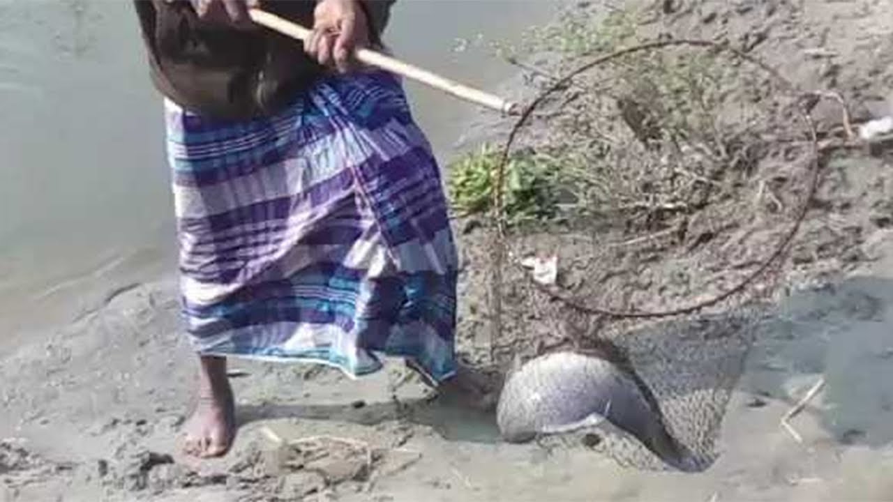 Amazing Monster Kalivaush Caught From Dhaleshwari River Bangladesh By Tapan Sarker