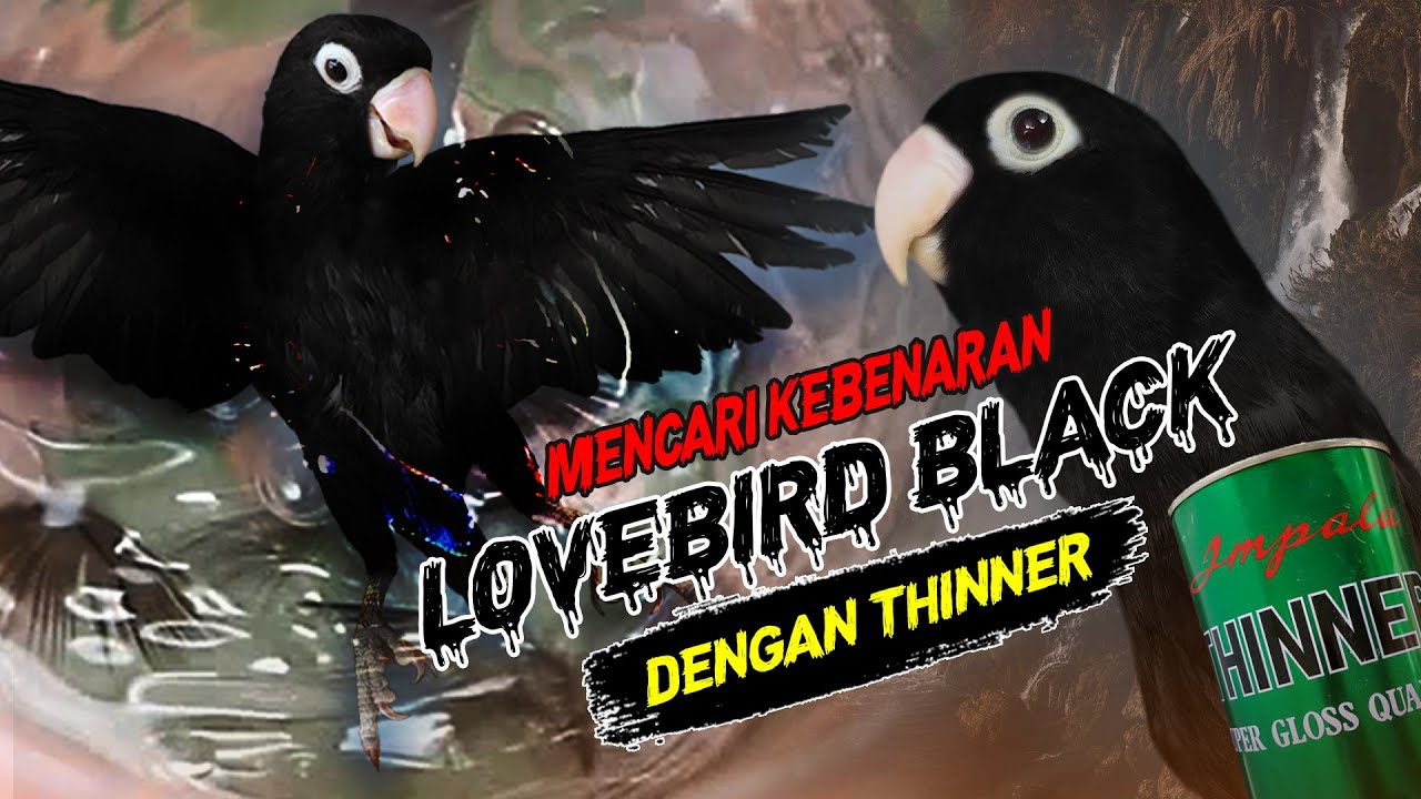 LOVEBIRD BLACK FENOMENAL UJI TEST THINNER ? || MENCARI KEBENARAN LOVEBIRD BLACK MAMBA NYATA ! PART 1