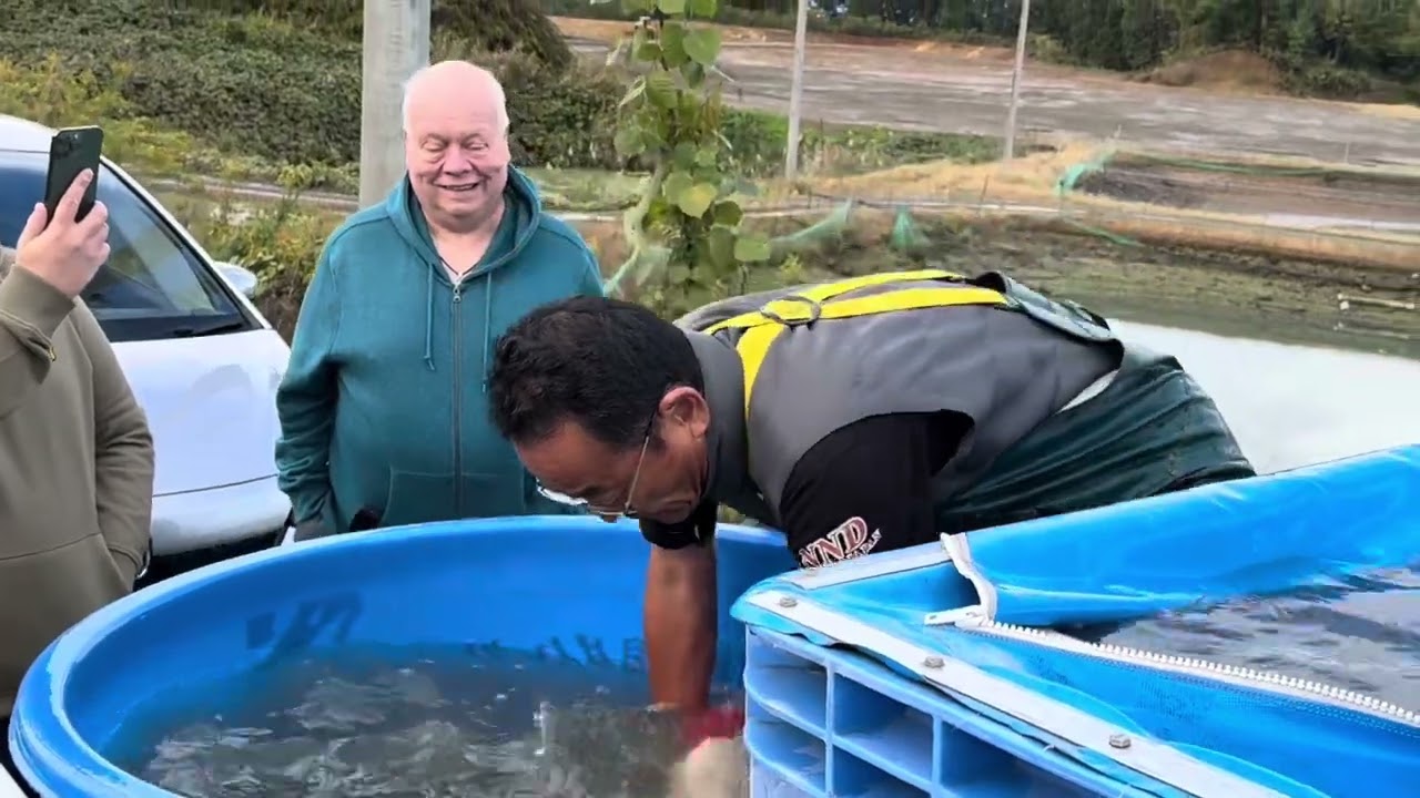 Amazing koi harvest in Japan 🇯🇵🎏🎏🎏               NND Koi Farm 😎👌
