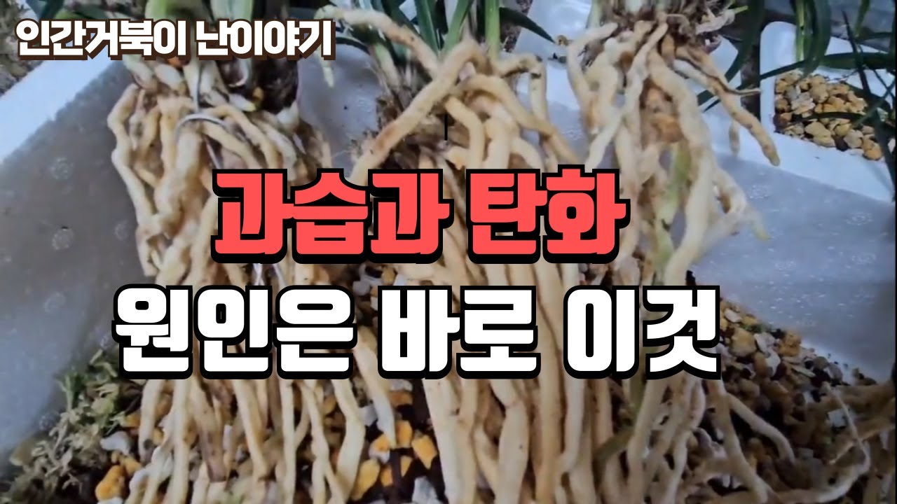난초뿌리에 생기는 탄화와 과습원인, 이것이 답이다