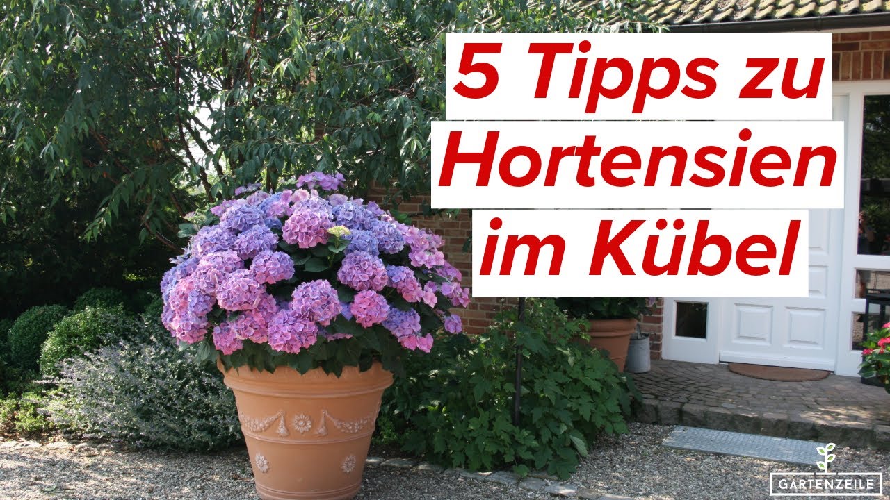 5 Tipps zu Hortensien im Kübel – So machst du alles richtig!