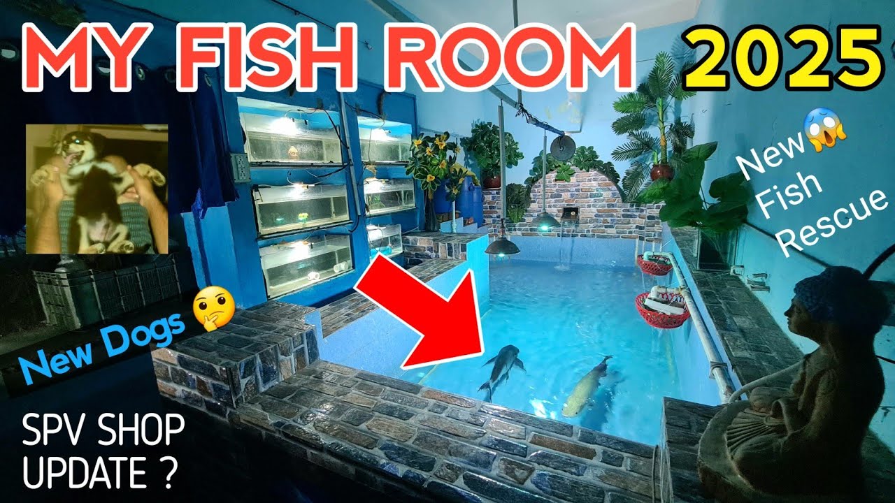 *New* 2025 My Fish Room Tour Monster Pond Arapaima Alligator Gar Paroon Shark SPV Aquarium India