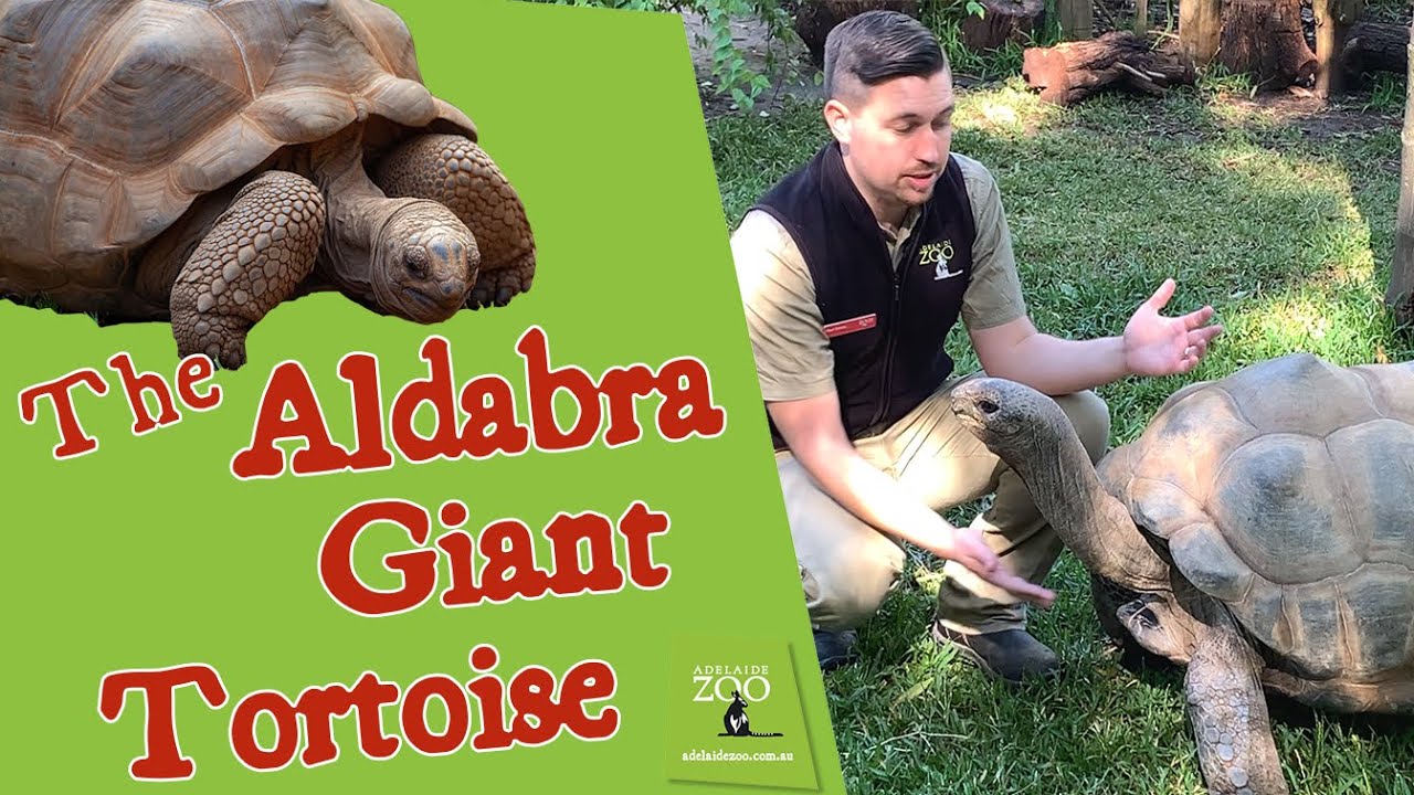 ZooMakr: The Aldabra Giant Tortoise