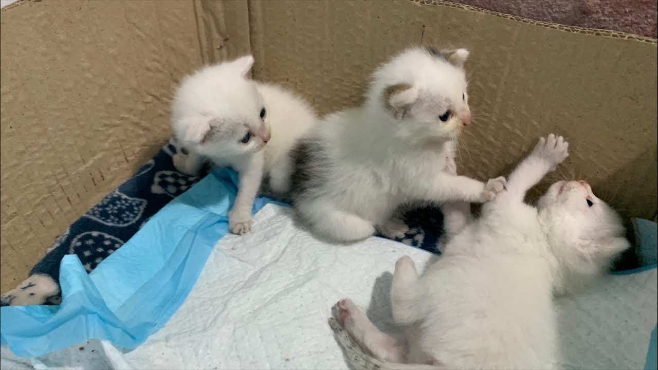 3 bé mèo con lớn nhanh quá