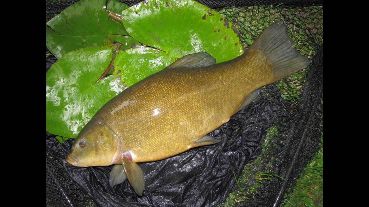 Tench Fishing on a Yorkshire Clay Pit