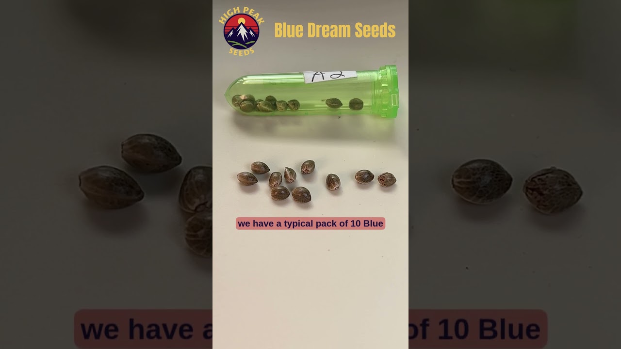 High Peak Seeds | Strain Overview - Blue Dream Cannabis Seeds