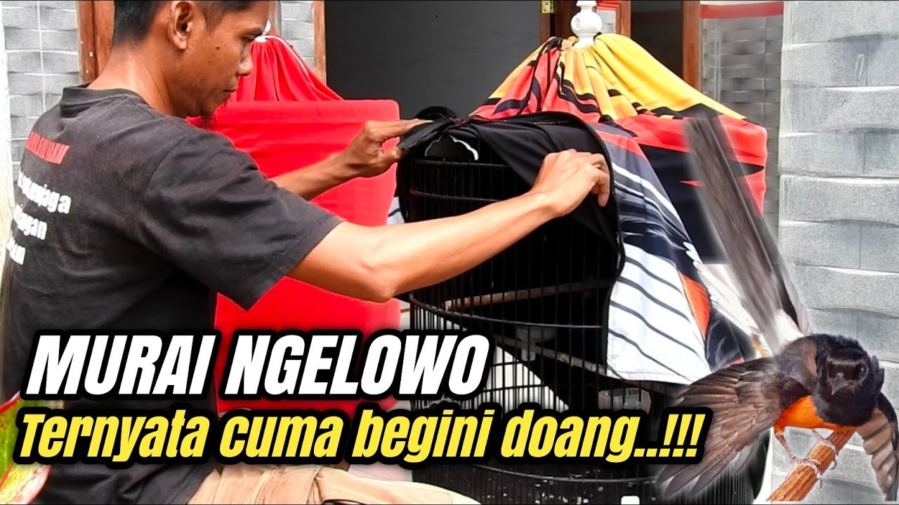 TRIK PALING JITU MENYEMBUHKAN MURAI BATU NGELOWO‼️