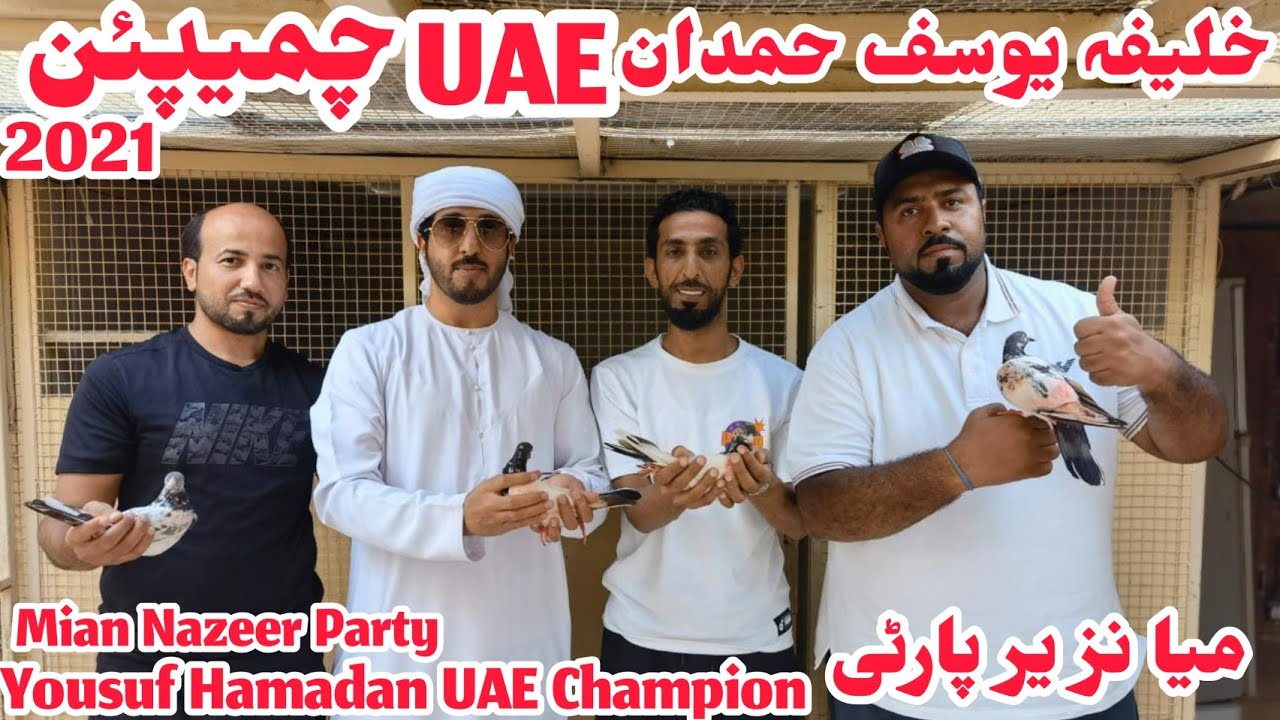 UAE Champion Khalifa Yousuf Hamdan Champion Pigeons|4 Din Ki Udhaan| چیمپین خليفہ یوسف  حمدان UAE