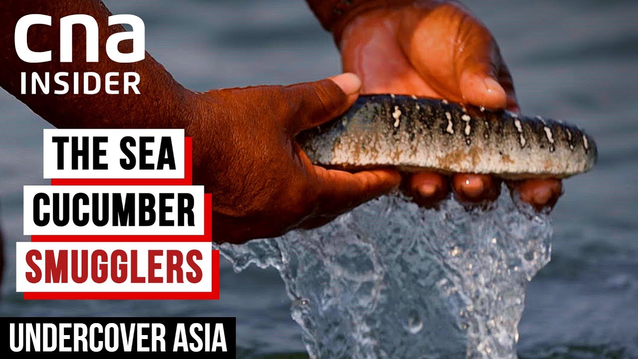 Sea Cucumber: The Asian Delicacy Feeding A Deep, Dark Trade | Undercover Asia | CNA Documentary