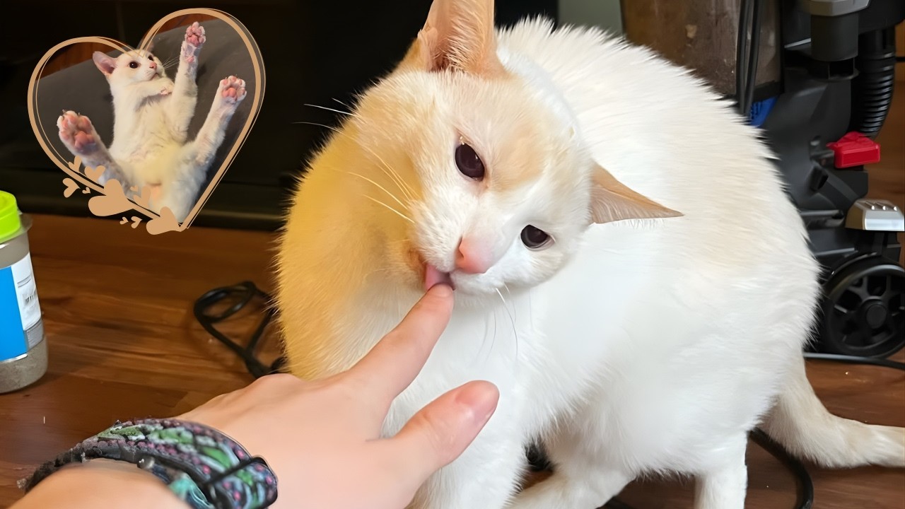 Shelter Cat Nobody Wanted Becomes A Perfect Companion