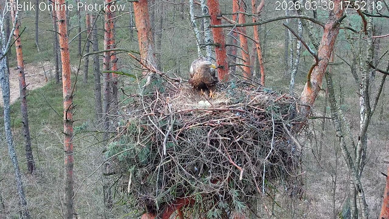 Nieuważny Kamyk rozbija jedno z trzech jaj! / A careless Kamyk breaks one of the three eggs!