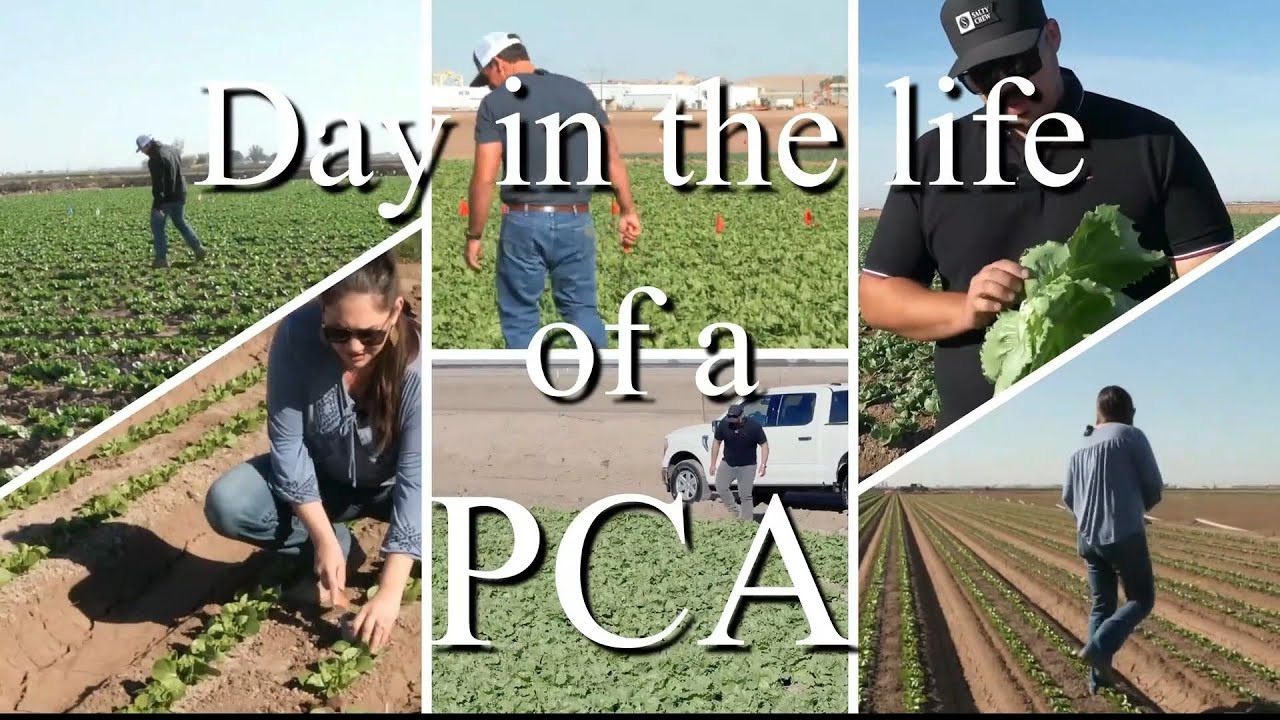 A Day in the Life of a PCA