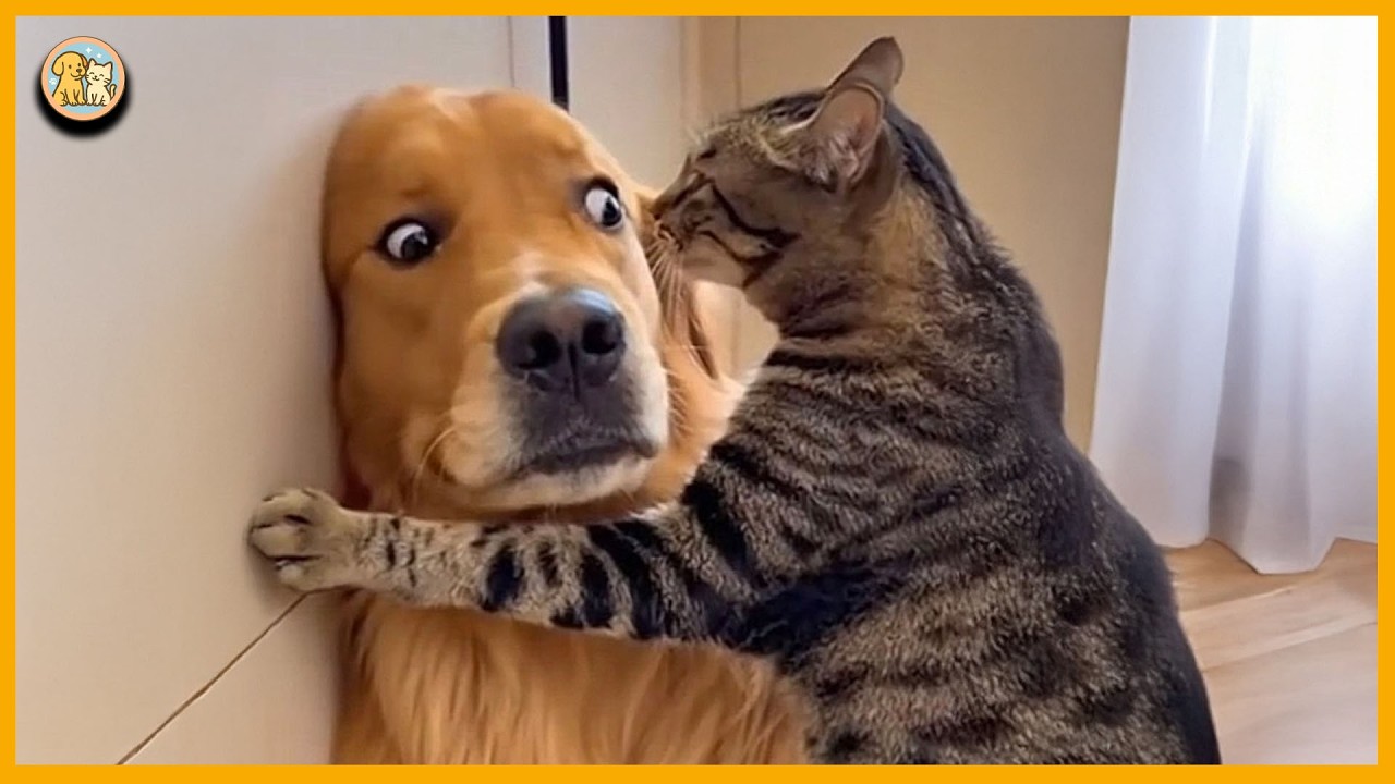 You won’t believe how goofy these Golden Retrie
