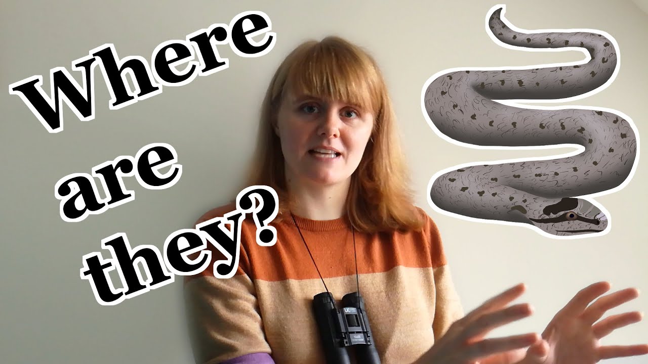 There are Snakes in Britain! Adder, Grass and Smooth Snake Habitat Comparison | UK Wildlife Species