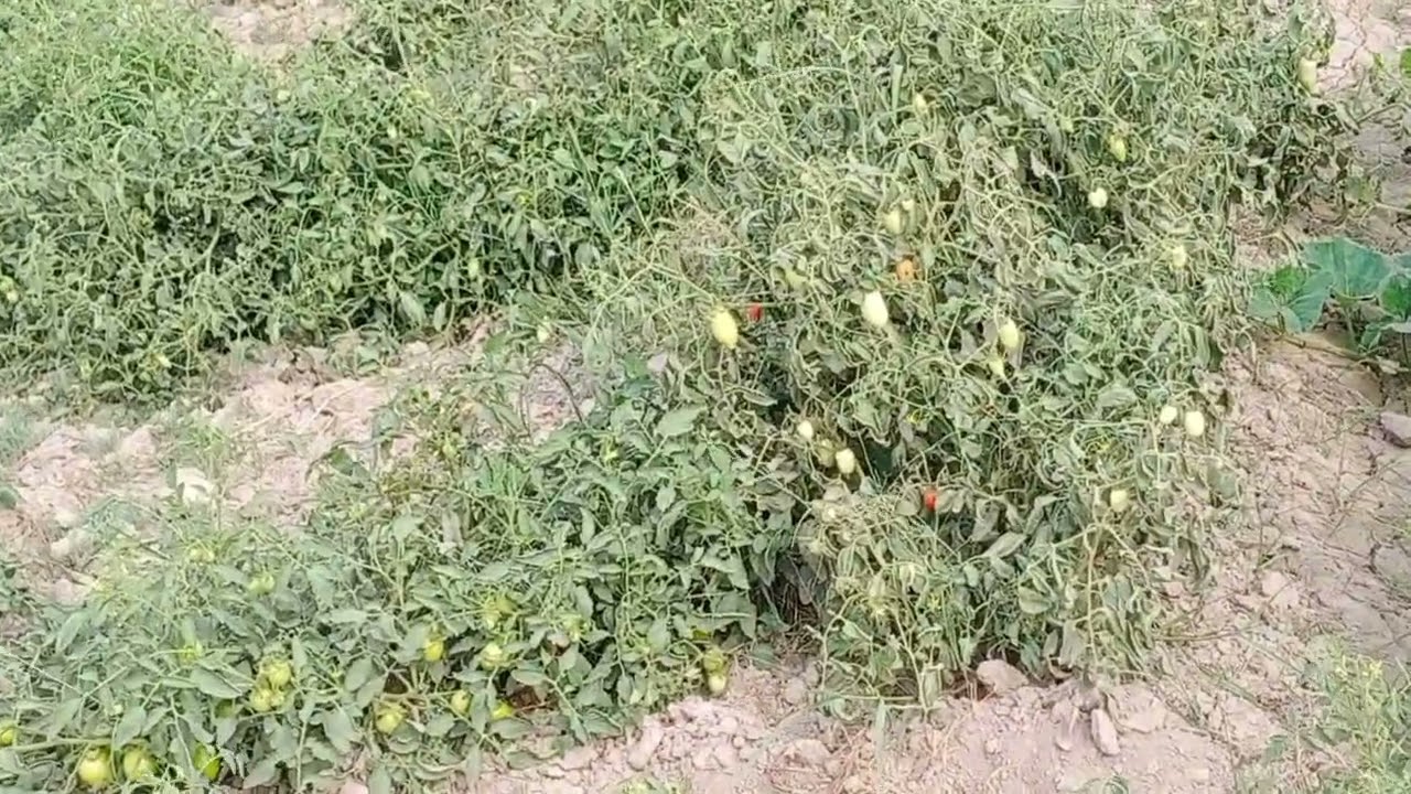 Tomatoes farm in sindh Pakistan