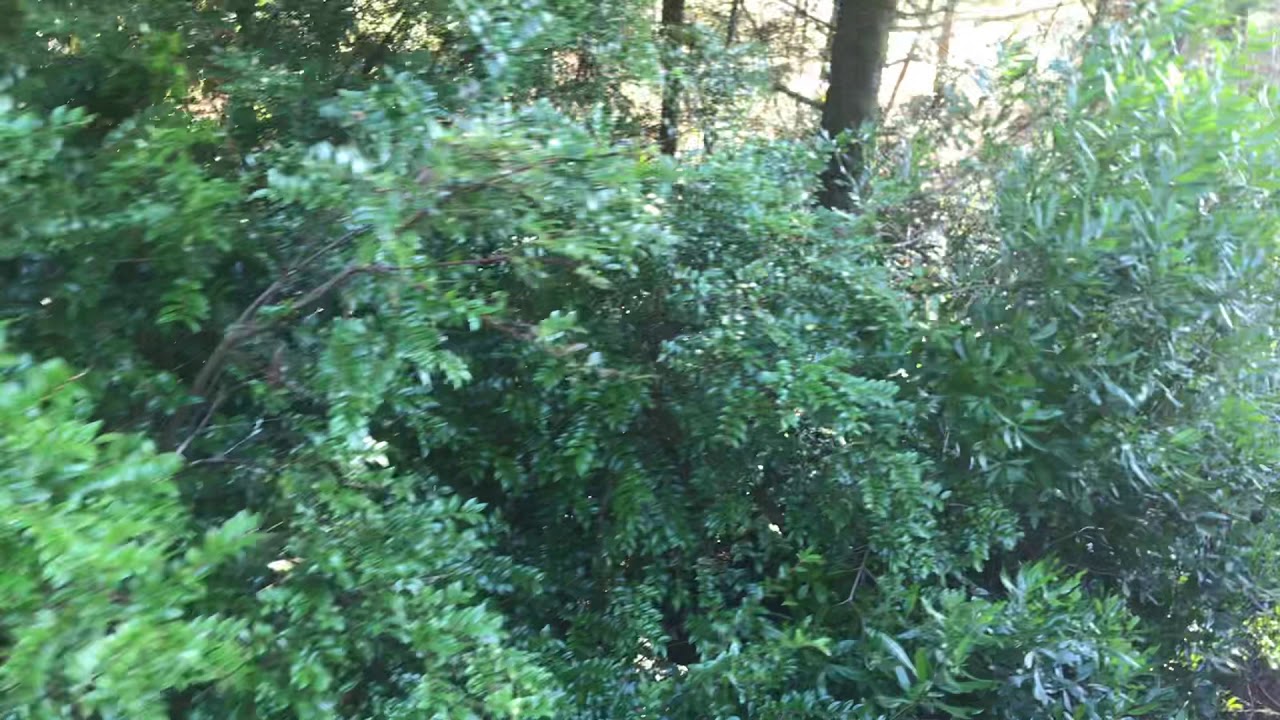Native Oregon broad leaf evergreen plants