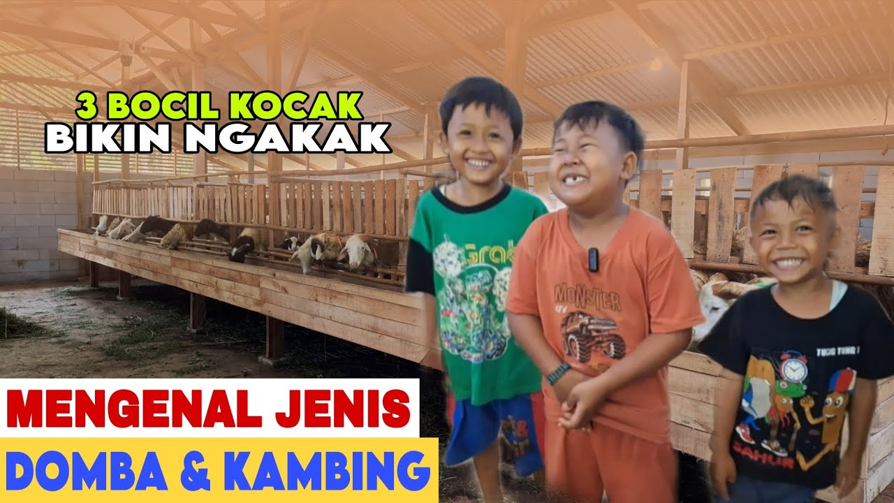 MENGENAL JENIS KAMBING DAN JENIS DOMBA VERSI TIGA BOCIL KOCAK BIKIN NGAKAK