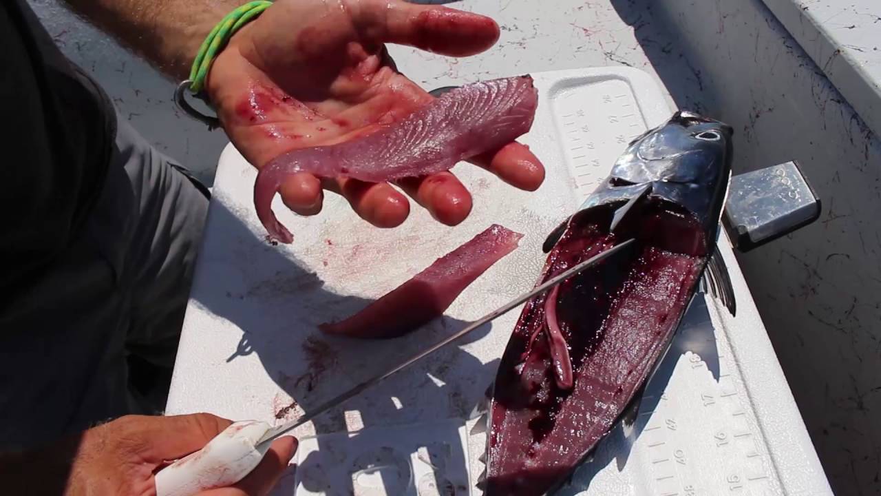 Can You Eat Bonito? Lets Give It a Try!