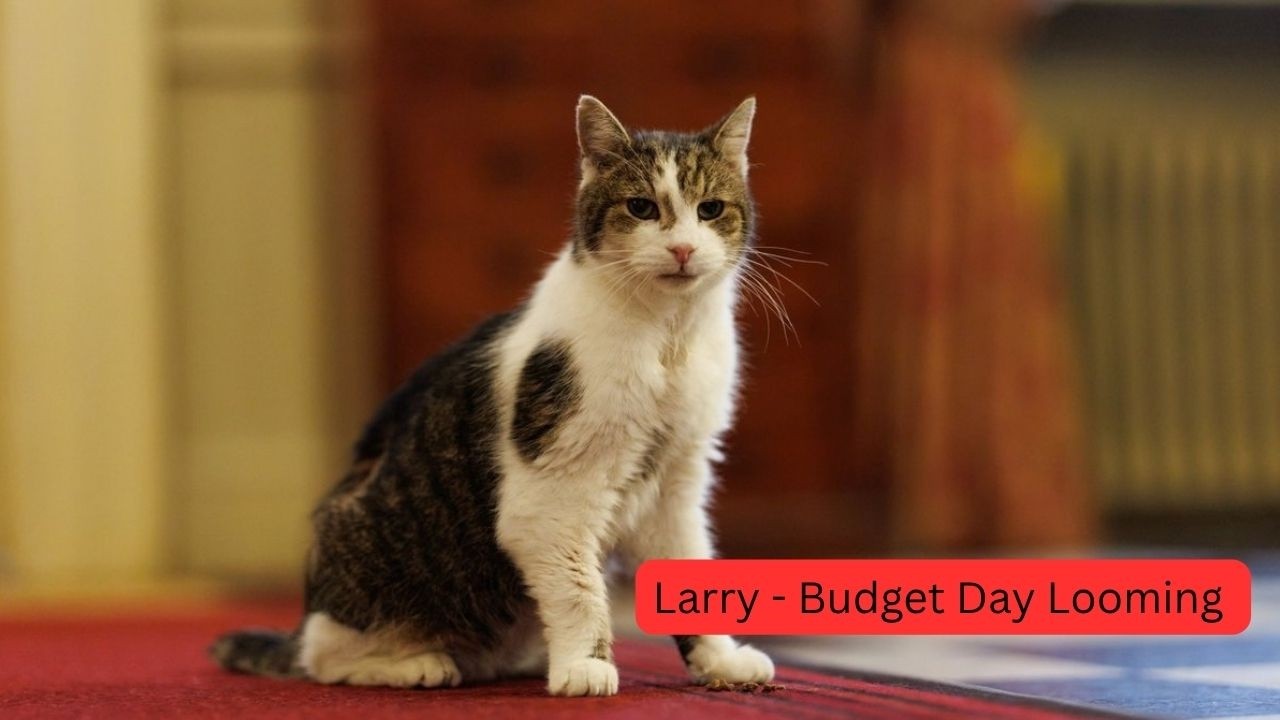 Larry, The Downing Street Cat - Budget Day Looming