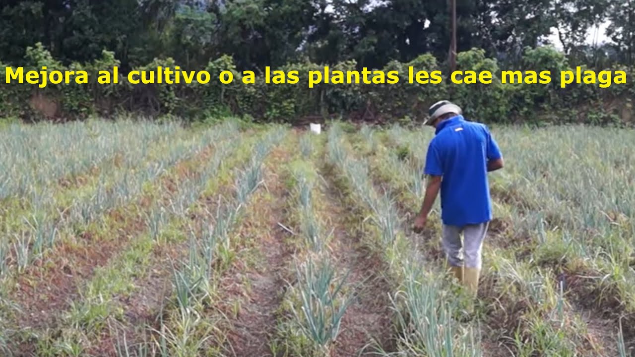 ¿Fertilizar con urea es malo?