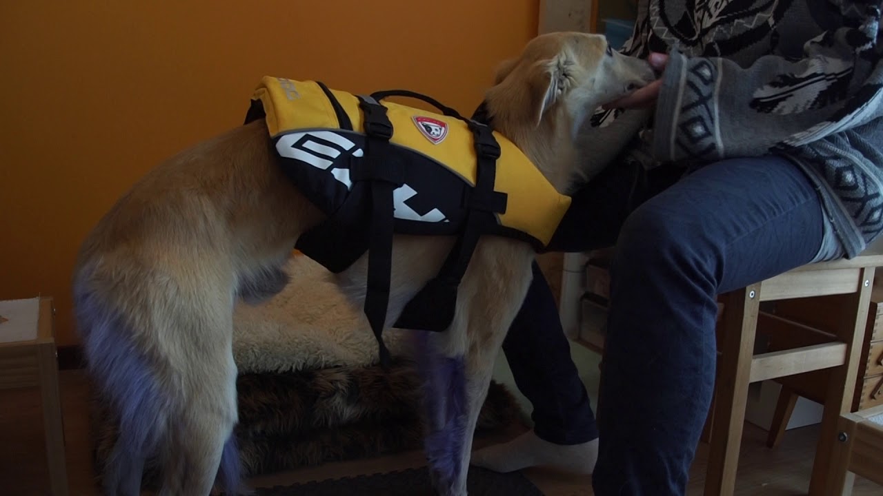 EzyDog Life jacket for dogs review