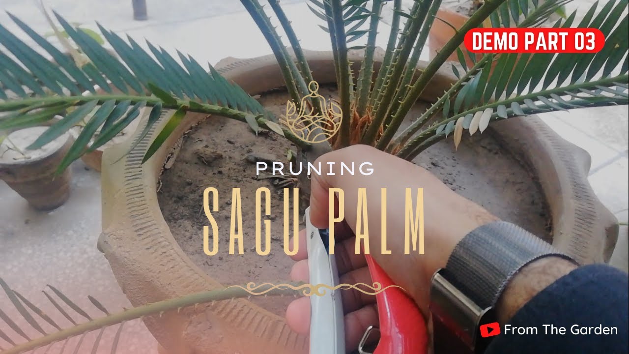 Pruning Sagu Palm | How to Prune Kangi Palm | Correct Ways of Pruning in Winters | From The Garden