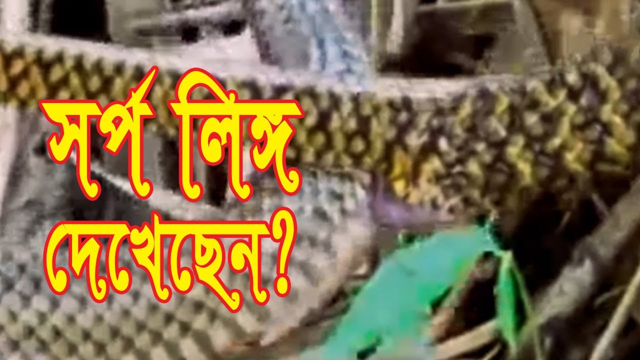 Snake Mating Close up View |@naturetime78    #short #shortvideo #viral #viralshorts #