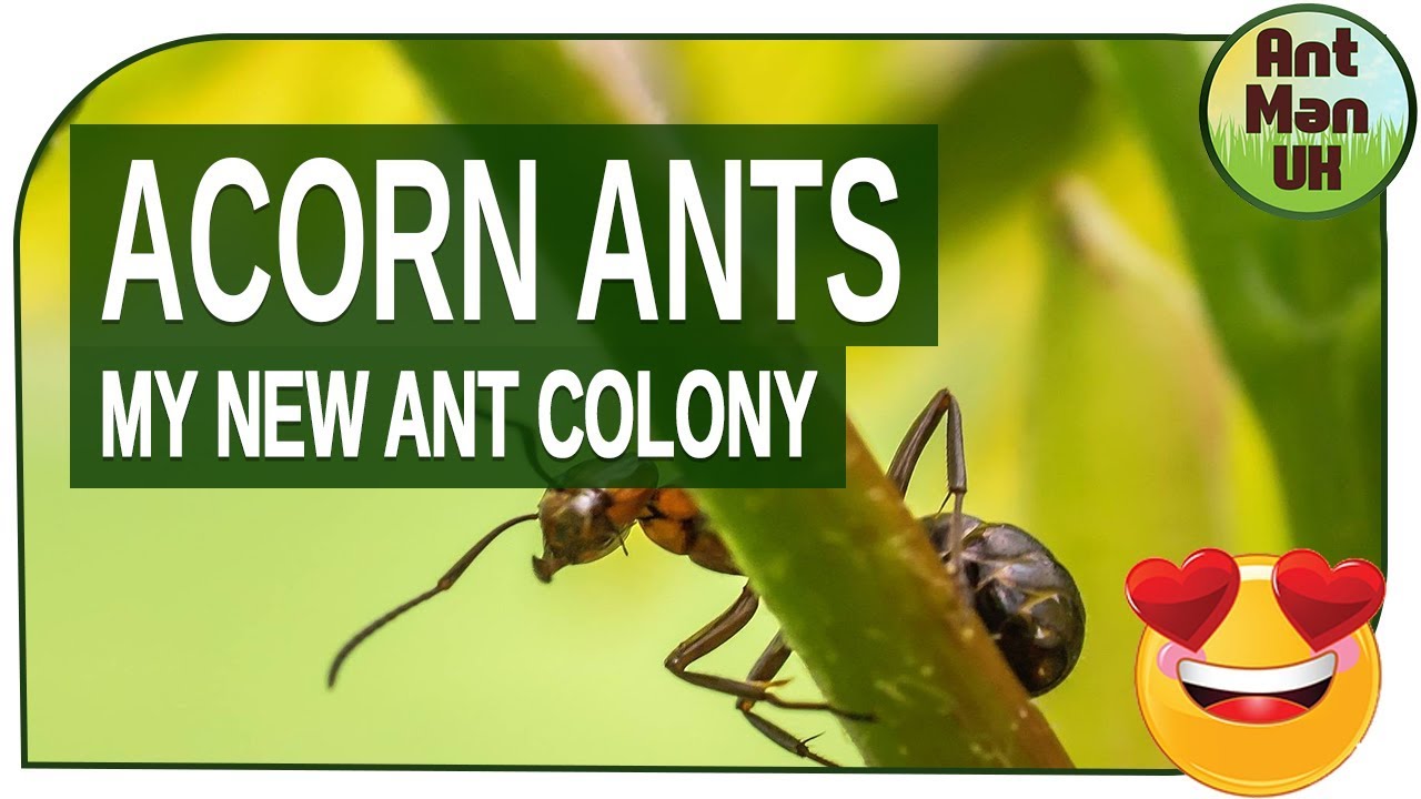 ACORN ANTS - TEMNOTHORAX NYLANDERI 😋😍
