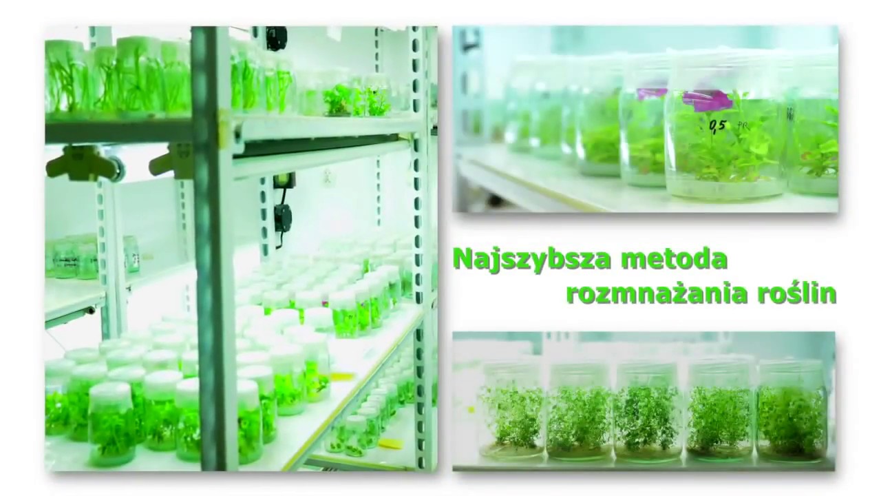 Katedra Genetyki Hodowli i  Biotechnologii Roślin WKŚiR ZUT