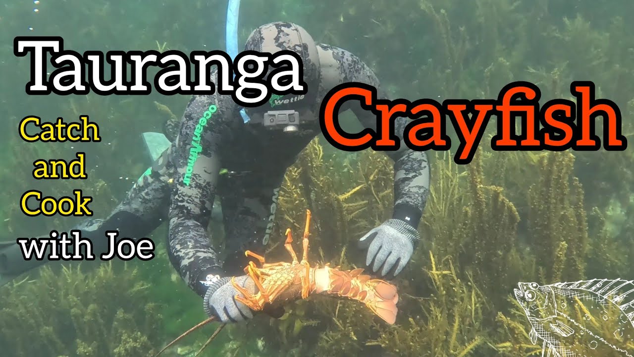 Crayfish Catch and Cook in Tauranga with Joe