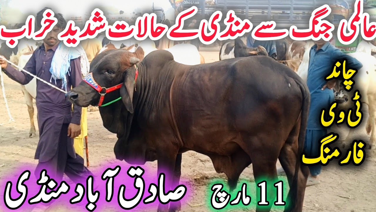 Today Sadiqabad COW Mandi Video 11 March | Chote Bare Ablak Nukra Gulabi Barhman Sahiwal Bachre 