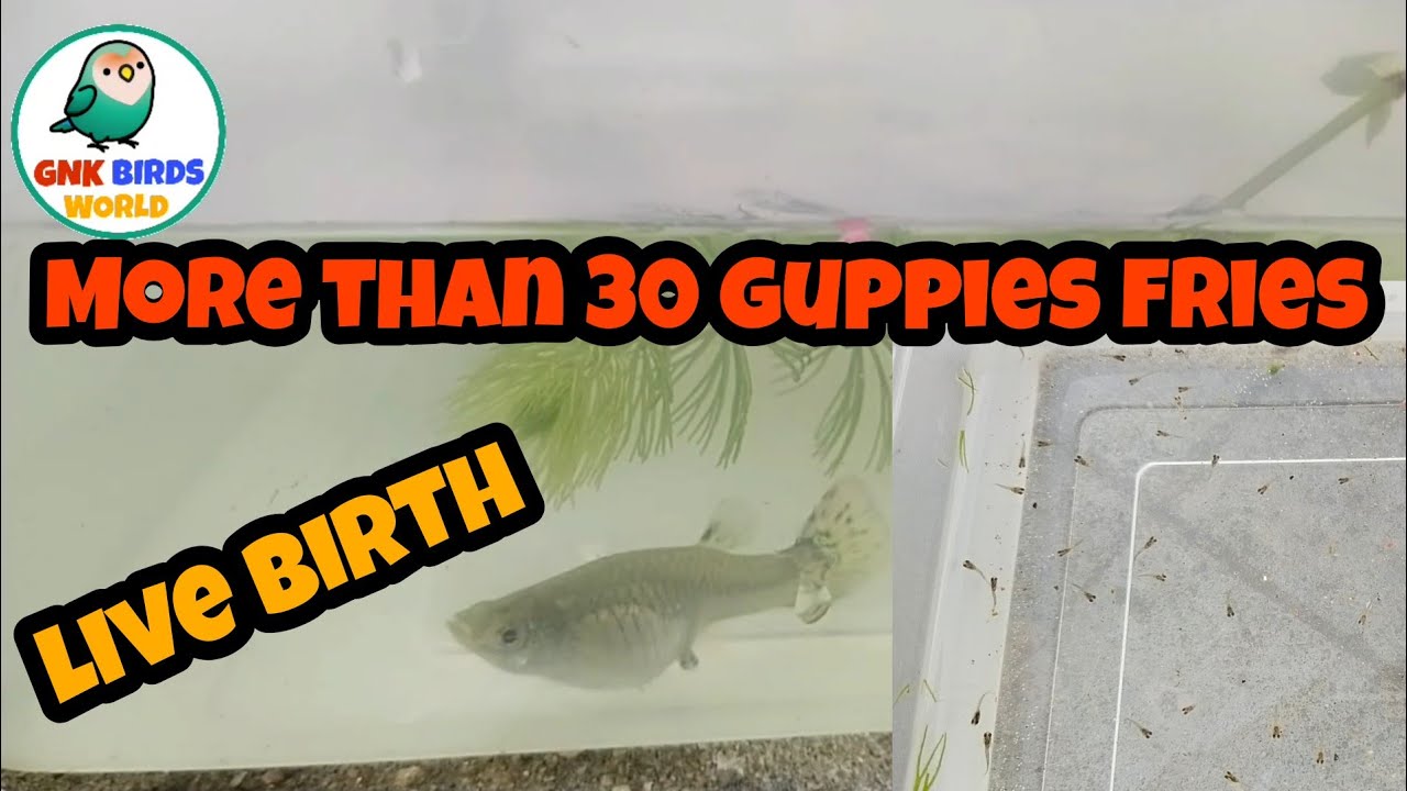 collecting more than 30 guppies fries in தமிழ்/ live birth