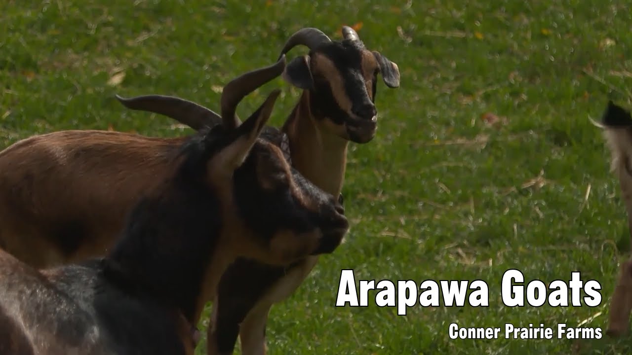 Preserving Heritage: The Future of the Rare Arapawa Goats Unveiled
