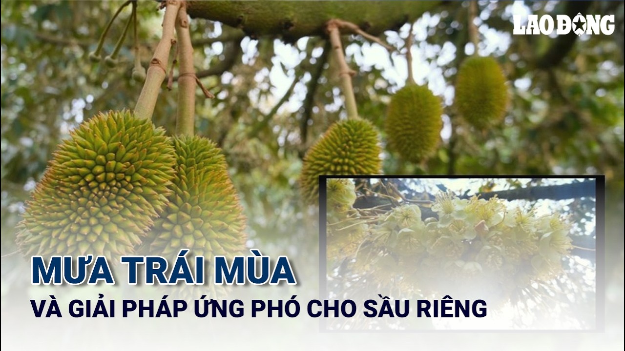 Mưa trái mùa và giải pháp ứng phó cho sầu riêng từ chuyên gia | Báo Lao Động